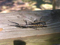 DSCN8113
